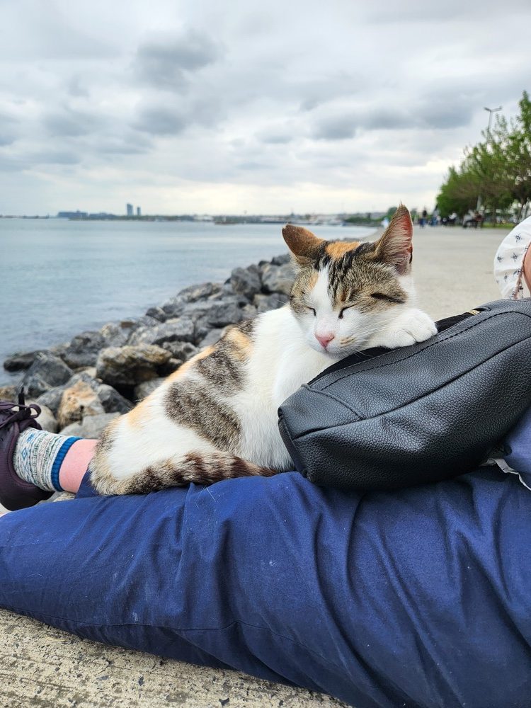 A cat walking with purpose along a cobbled street