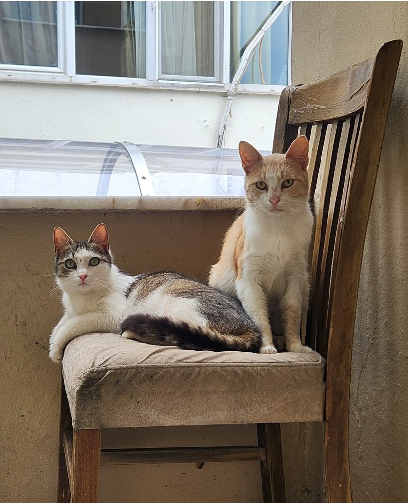 Istanbul cat 5