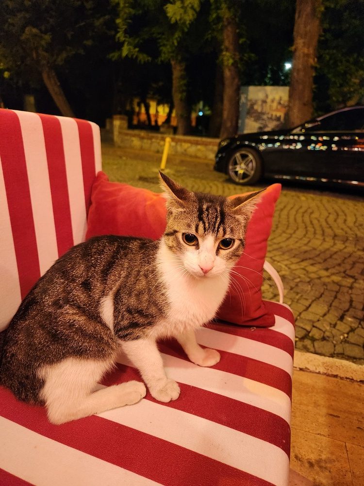 A cat looking up attentively in the warm glow of evening lights