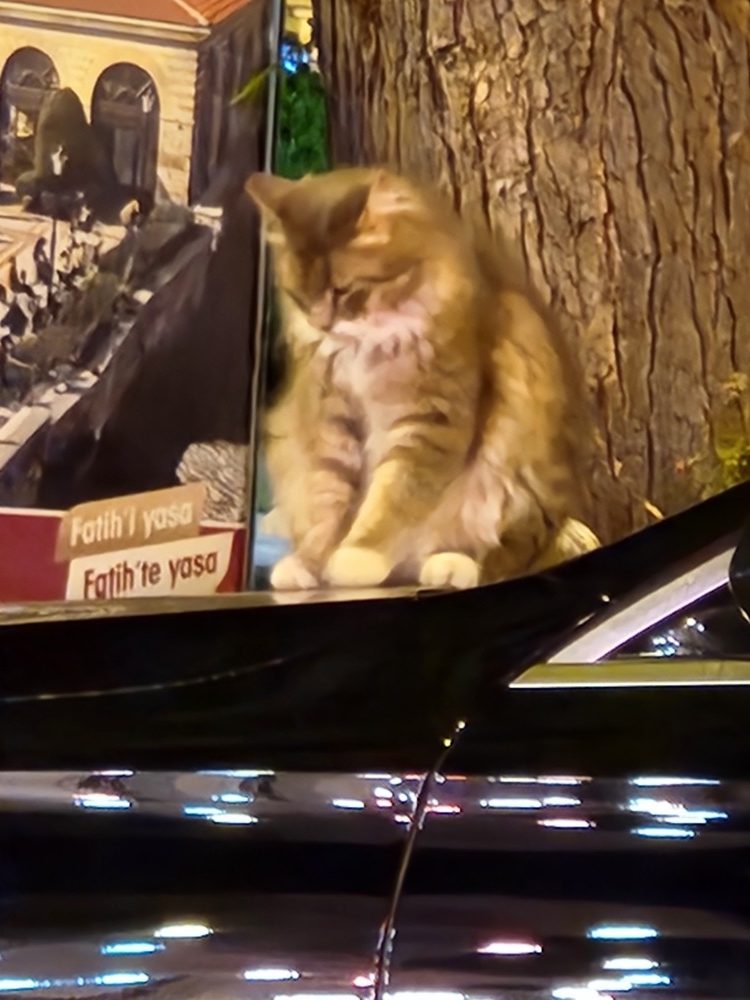 A cat illuminated by warm street lights during the evening