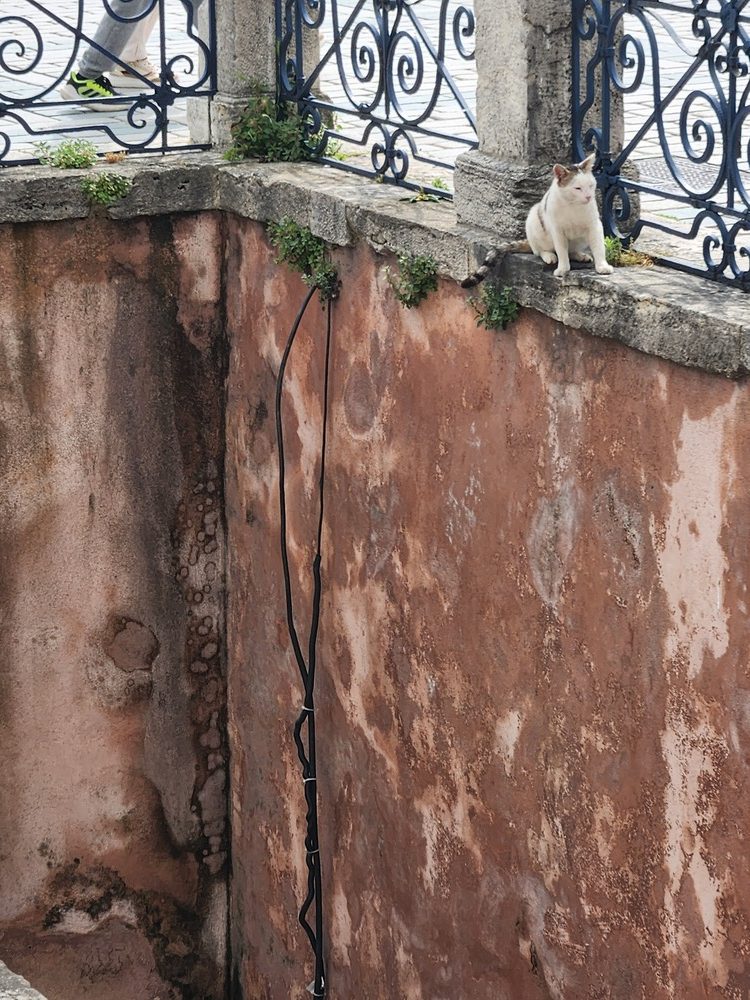 A cat balancing on the stone edge near the obelisk, showing impressive agility