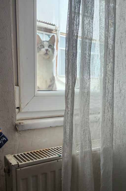 Istanbul cat 2