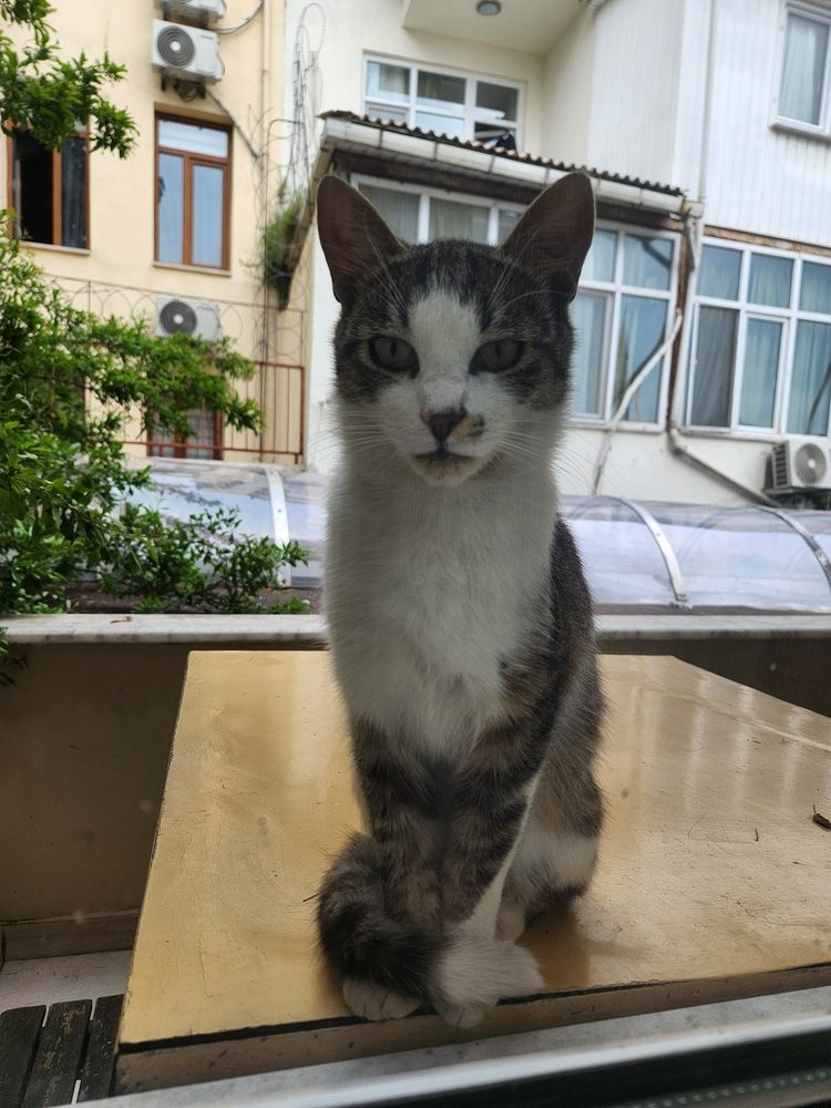 Istanbul cat 1